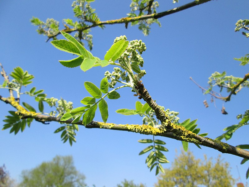 File:20180419Sorbus aucuparia1.jpg