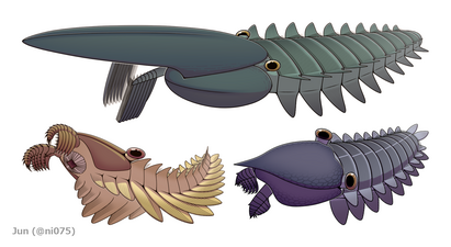 背腹2列の鰭をもつフルディア科のエーギロカシス（上）、ペイトイア（左下）とフルディア（右下）