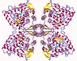 Tyrosine hydroxylase