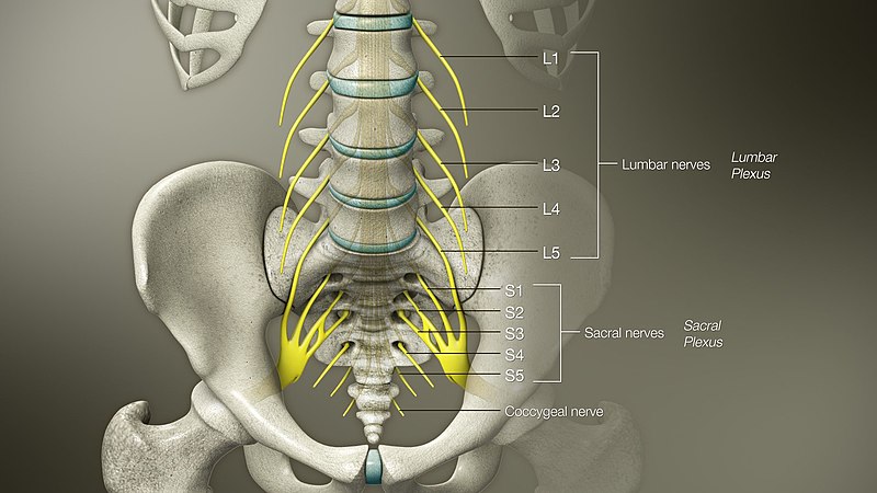 File:3D Medical Animation of Lumbosacral Plaxus.jpg