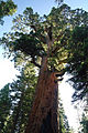 Sequoiadendron giganteum