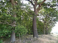 6 Alteichen am Griedeler Markwald