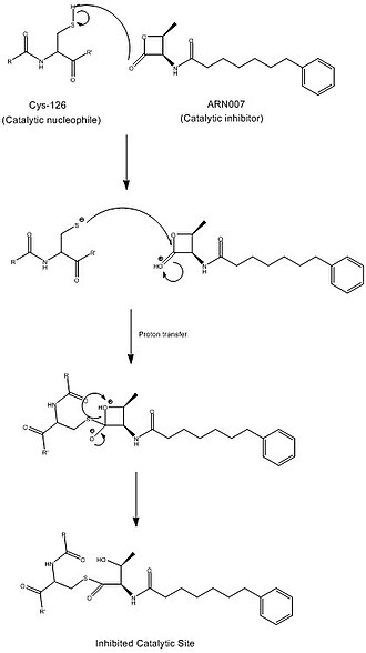 This mechanism shows the inhibition of the catalytic cysteine by the most-tested b-lactone, ARN077. AR007.jpg