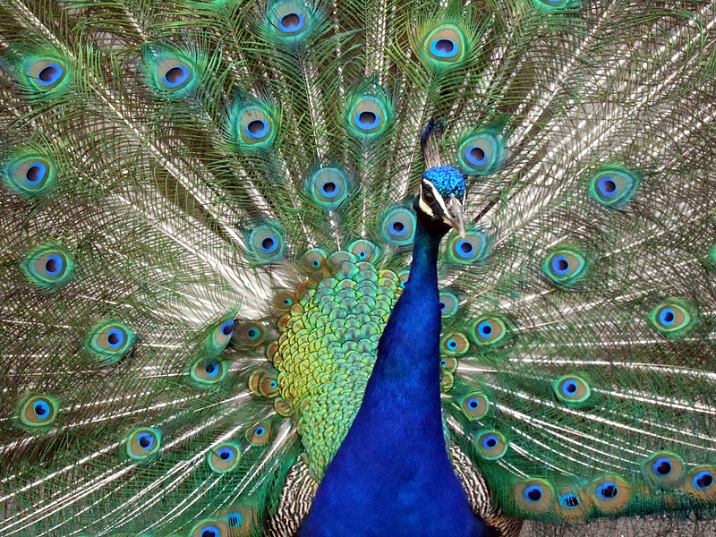 File:A GFS resident peacock shows off 6-8-2014.jpg