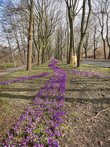 A Million Crocuses (63116711)