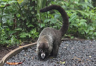 <span class="mw-page-title-main">Coati</span> Variety of mammal