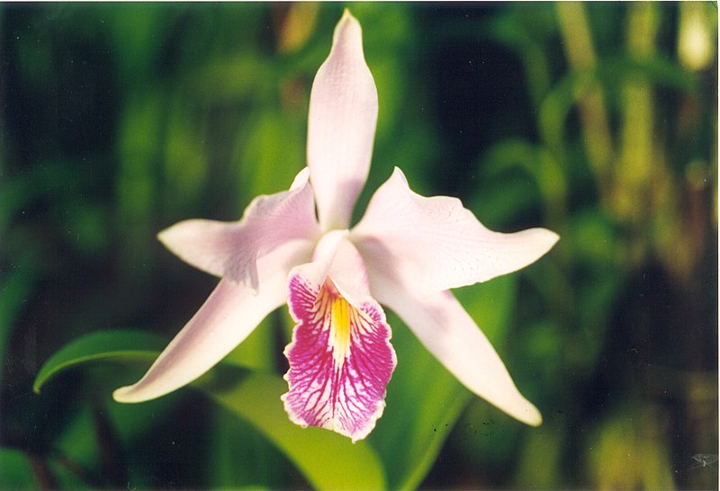 File:A and B Larsen orchids - Cattleya maxima x violacea 688-20.jpg