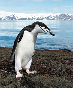 Pygoscelis antarcticus (Chinstrap Penguin)