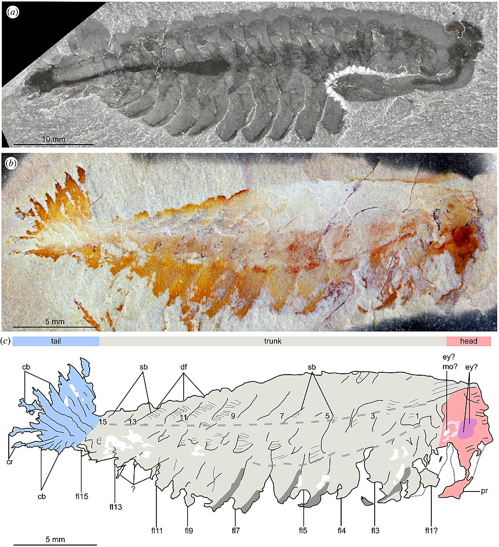 https://upload.wikimedia.org/wikipedia/commons/thumb/0/09/A_comparison_of_Opabinia_and_Utaurora.jpg/1024px-A_comparison_of_Opabinia_and_Utaurora.jpg