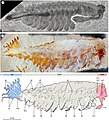 Opabinia e Utaurora