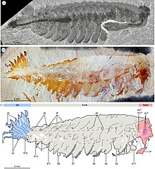 A comparison of Opabinia regalis (top) and Utaurora comosa (Middle and bottom) A comparison of Opabinia and Utaurora.jpg