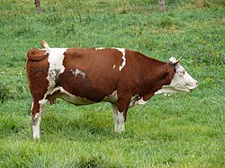 A cow - Turiec- Slovakia 02.jpg