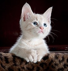 Adorable kitten with big blue eyes.