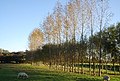 A line of Poplar trees, Rolvendene Farm - geograph.org.uk - 2207981.jpg
