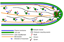 Exocytic vesicles move along actin microfilaments toward the fungal hyphal tip where they release their contents including exoenzymes A simplified model for myosin V (MyoE) function at the hyphal tip in Aspergillus nidulans - journal.pone.0031218.g009A.png