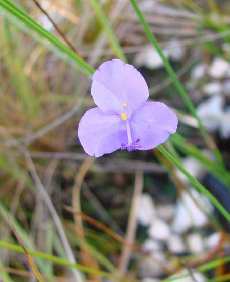 Abolboda pulchella