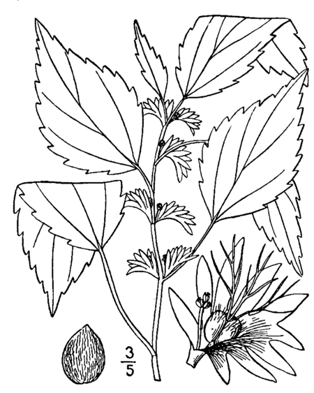 Tập_tin:Acalypha_virginica_drawing.png