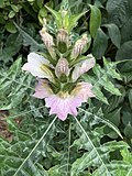 Miniatura para Acanthus montanus