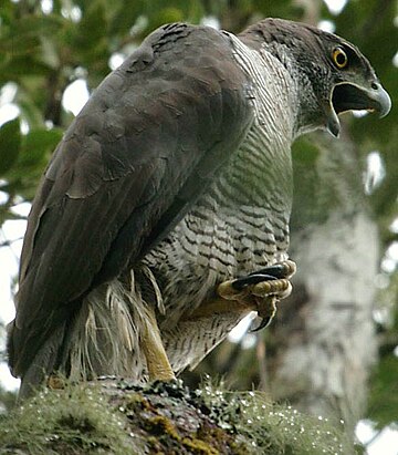 Accipiter henstii