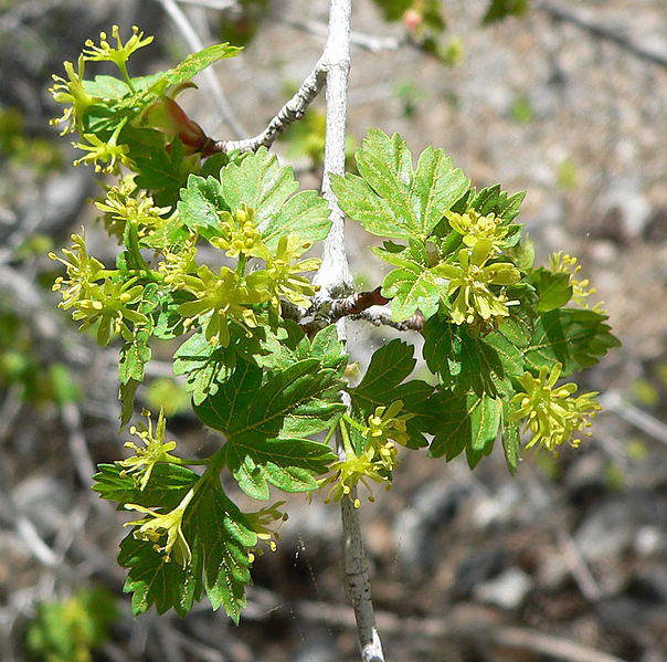 File:Acer glabrum var diffusum 7.jpg