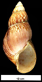 Achatina fulica shell 2.png