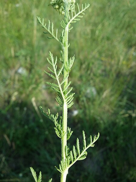 File:Achillea nobilis (s. lat.) sl5.jpg