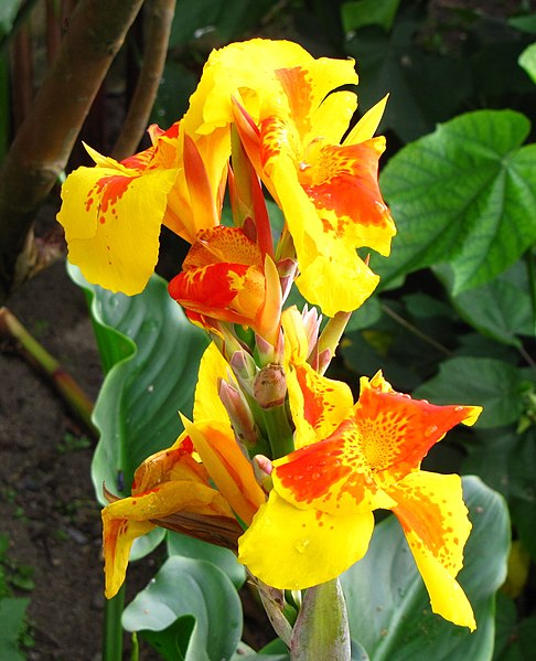 File:Achira (Canna indica) (14617918590).jpg