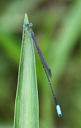 Aciagrion gracile