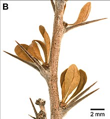 Acidocroton spinose stipules.jpg