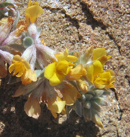 Acmispon argophyllus