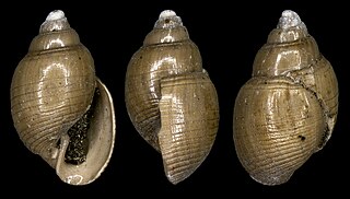 <i>Acteon evanescens</i> Extinct species of gastropods