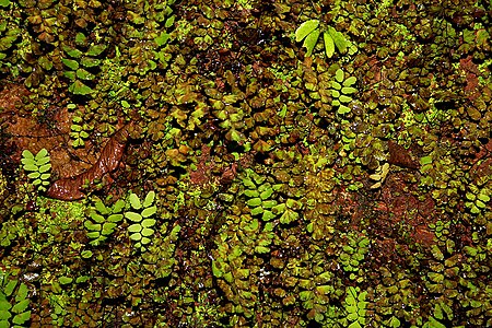 Adiantum_lunulatum