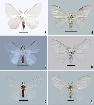 Figures 3–8. Adults 3‒6 Ivela yini sp. nov. (3 male, holotype 4 female, paratype 5 male, paratype 6 female, paratype) 7, 8 Dendrophleps semihyalina (7 male 8 female). Scale bars: 10 mm.
