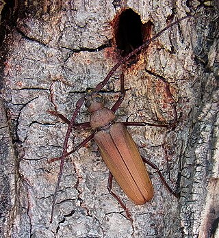 <i>Aegosoma scabricorne</i> Species of beetle