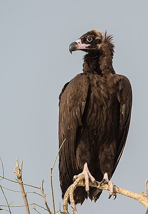 Aegypius monachus, Bikaner, Rajasthan (25452298531).jpg