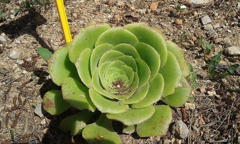 File:Aeonium subplanum planta.jpg