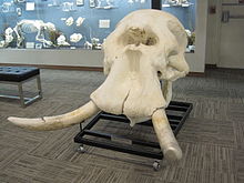 A male African bush elephant skull on display at the Museum of Osteology African Bush Elephant Skull.jpg