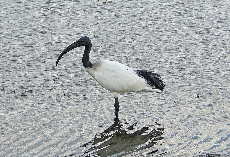 800px-African_Sacred_Ibis_in_Lake_Ziway.jpg