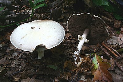 Лесной шампиньон фото. Шампиньон Эссета (Agaricus essettei). Шампиньоны Лесные ложные. Agaricus hondensis. Agaricus abruptibulbus.