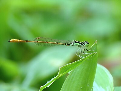 Agriocnemis keralensis at Kadavoor.jpg