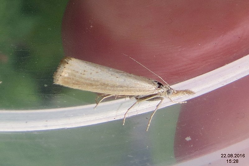 File:Agriphila straminella (PL) (32361962280).jpg