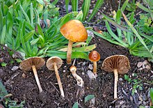 Agrocybe pediades Baja California.jpg