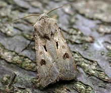 Agrotis exclamationis01. jpg 