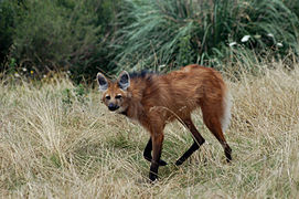 Un loup à crinière, en Uruguay.