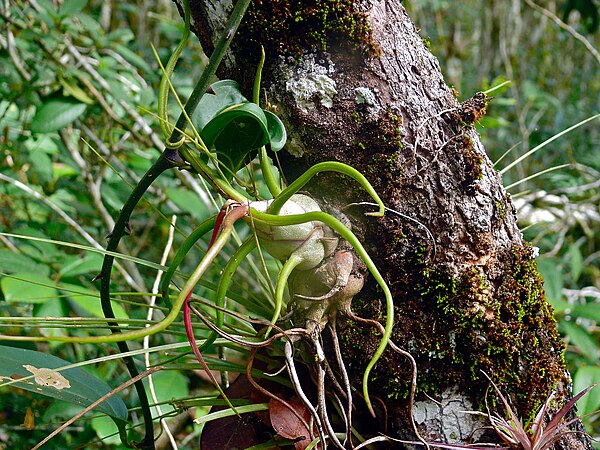 Air plant (Tillandsia bulbosa)