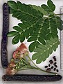 Leaves, flowers, dried pods, seeds Chonburi, Thailand.