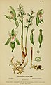 Corallorhiza trifida (as syn. Corallorhiza innata) plate 9 in: Henry Correvon: Album des orchidées de l'Europe centrale et septentrionale Genève (1899)