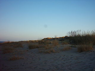 Dunes de la platja del Carregador