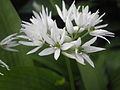 Allium ursinum