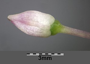 Rudementary flower